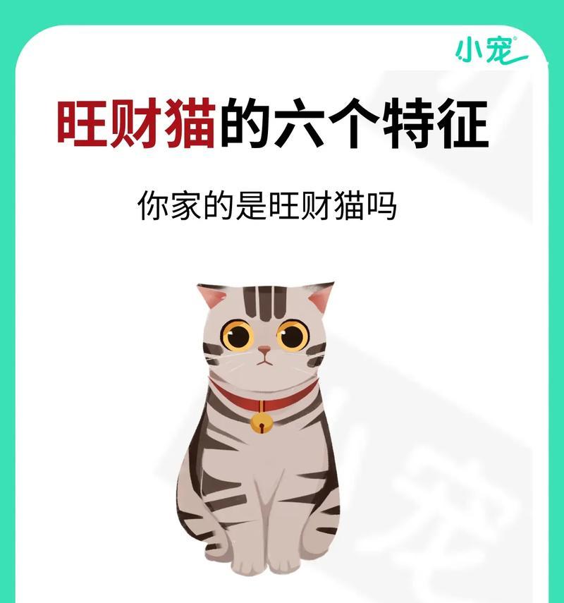 猫咪（以猫咪6个特点证明你没养错，身心为主题的探讨）