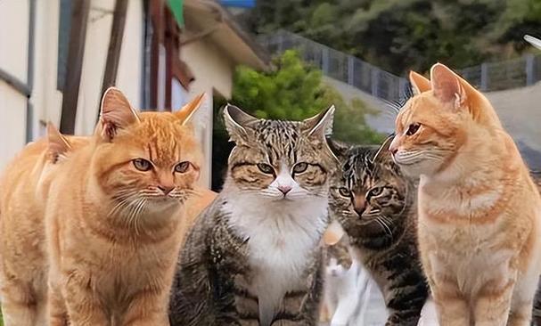 宠物猫和土猫的区别（宠物猫和土猫的特点及饲养方式比较）