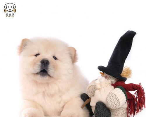 松狮犬的最佳狗粮选择（了解松狮犬的营养需求，选择适合的狗粮）