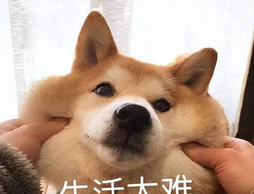 狗狗临走前会想什么事情？（探寻狗狗内心世界，感受它们的离别之痛）