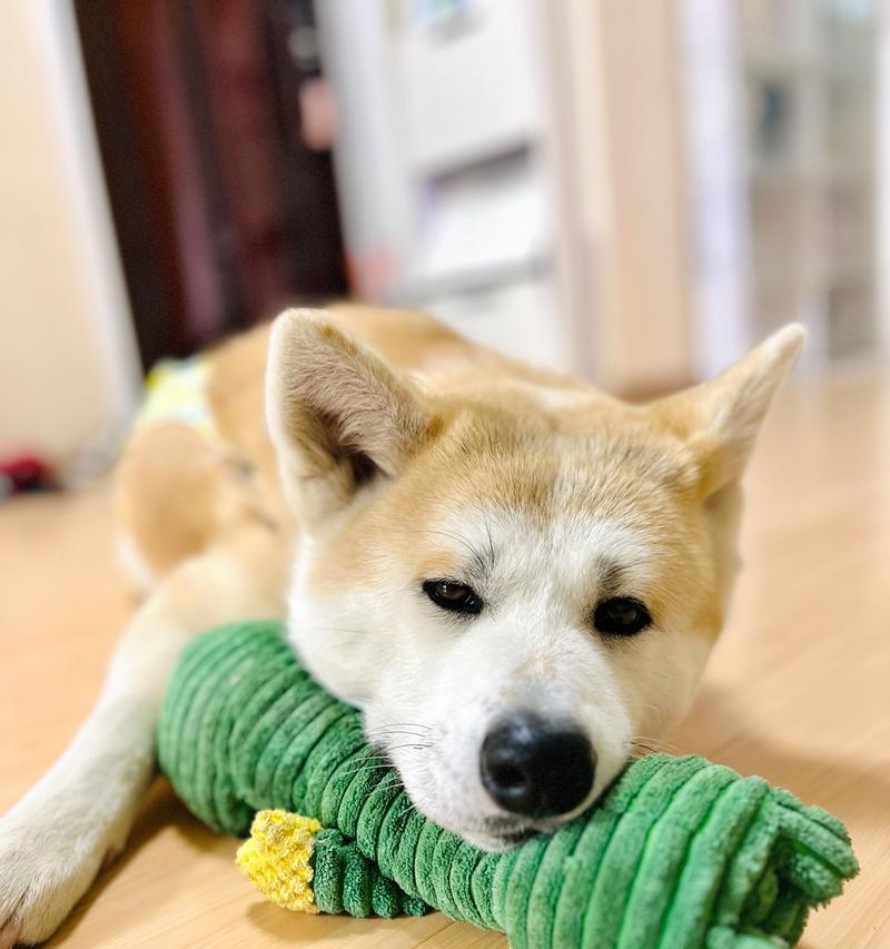 如何训练狗狗定点大小便（控制大小便的关键是什么？）