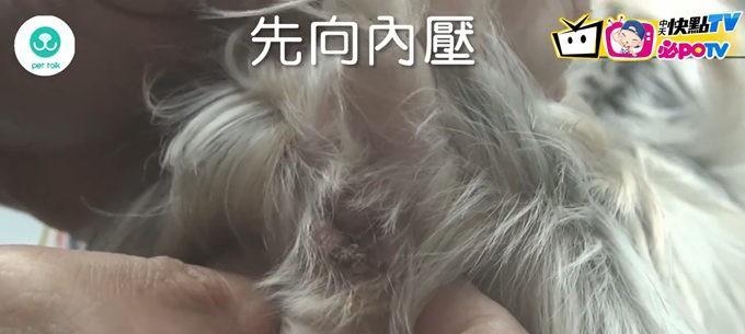 狗狗肛门腺的重要性及挤压频率（了解狗狗肛门腺的作用和正确的挤压时间）