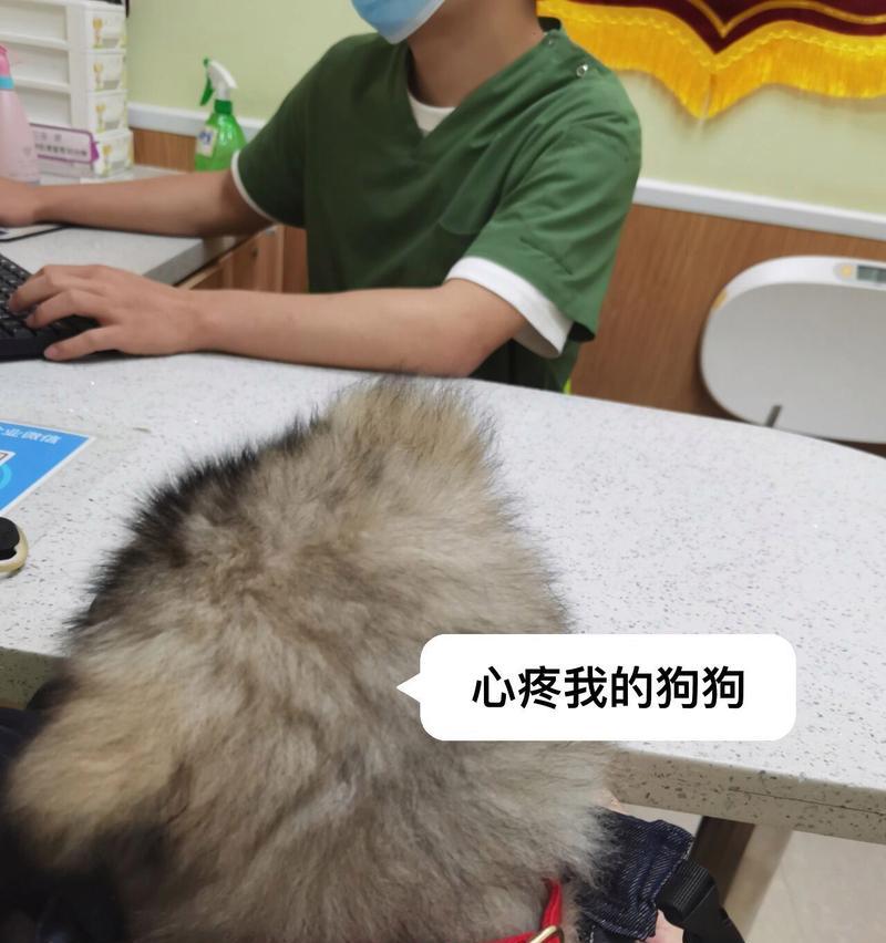 狗狗发烧的6个警告及应对方法（保护宠物健康，及早发现狗狗发烧的迹象）