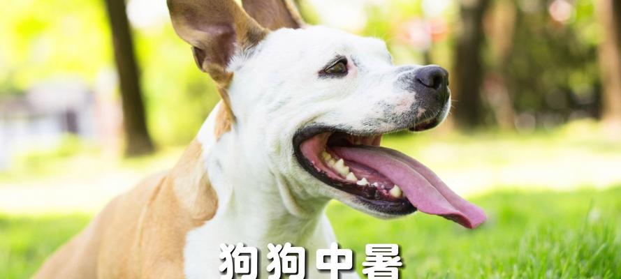 狗狗中暑的原因与应对措施（从体温调节角度保护你的爱宠）