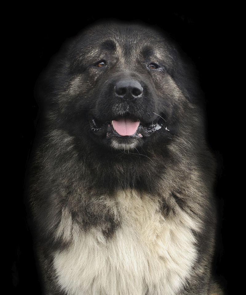 高加索犬（守卫家园，无所畏惧）