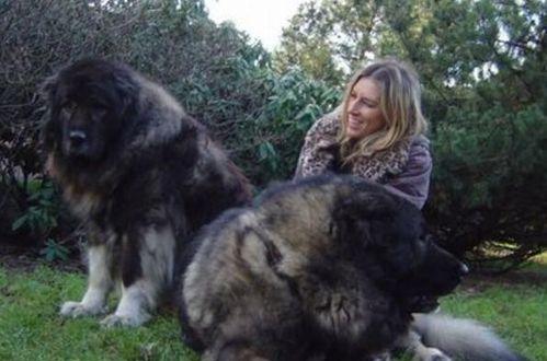 高加索犬拉稀的原因及预防方法（高加索犬拉稀的常见原因及有效预防措施）