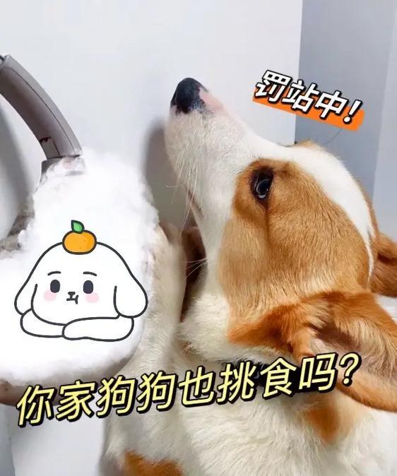 狗狗挑食的原因及解决方法（挑食是否意味着狗狗有健康问题？如何解决狗狗挑食的困扰？）