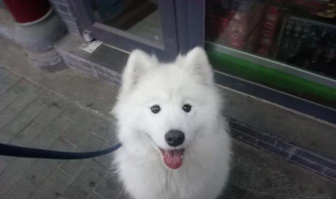 狗狗是否适合吃西红柿？（了解狗狗食用西红柿的安全性与注意事项）