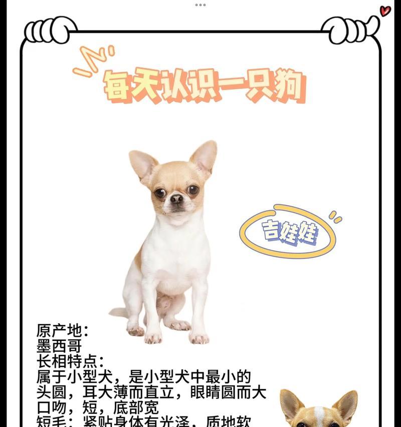 狗狗的小秘密揭示（探索狗狗世界中的神秘面纱）