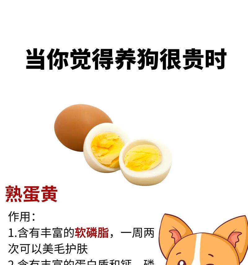 新手养狗必备物品指南（别买太多，只需这些就够了！）
