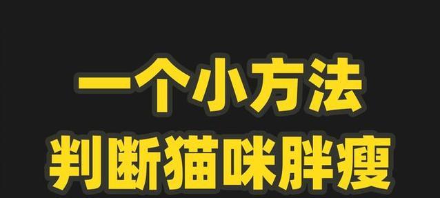 猫咪体重的重要性与其原因