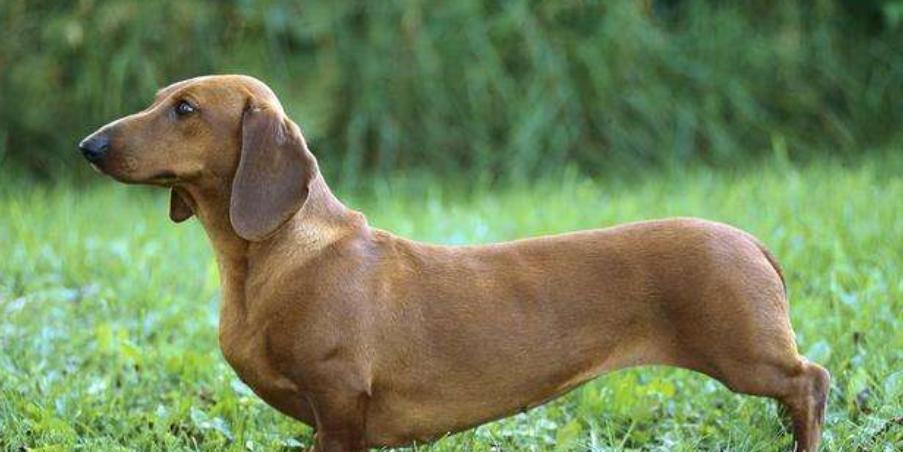 世界优秀猎犬十大排名（以嗅觉为王，宠物走丢寻找有它们就好了）