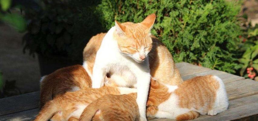 多猫家庭必看（解读猫咪之间的纠纷，让和谐成为家庭主旋律）