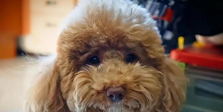 泰迪犬毛发颜色及护理指南