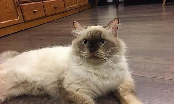 猫界中的撞脸奇迹（探索猫咪世界中令人惊叹的相似度，你分得清吗？）