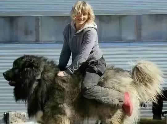 藏獒在国外的受欢迎程度如何？（探讨藏獒在国外是否备受喜爱）