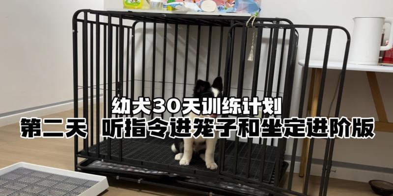 培养听话的狗狗（让你的狗狗随叫随到回应主人的有效技巧）