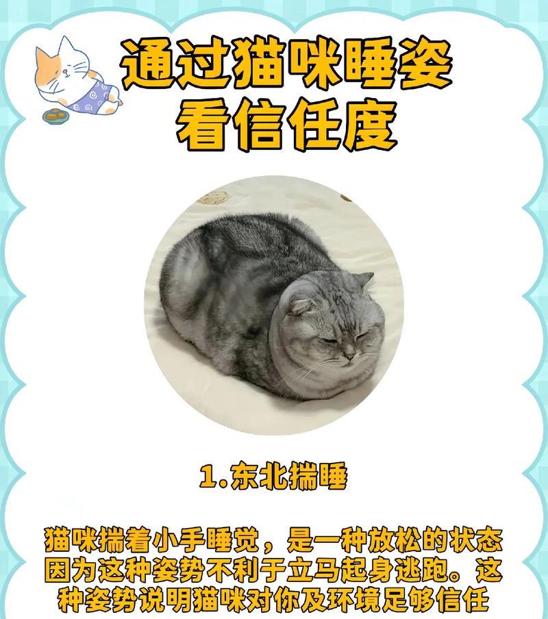 猫咪的夜晚奇妙睡眠之谜（揭秘猫咪夜间睡眠的模式和时间分配）