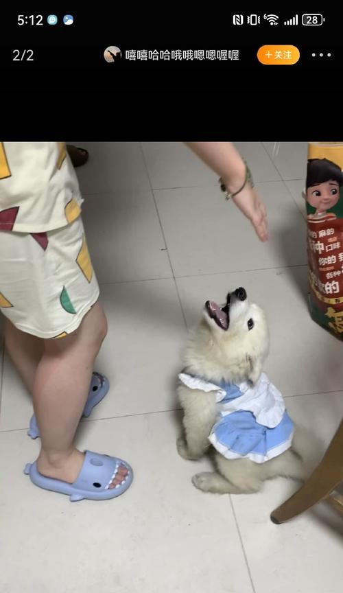 如何判断一只萨摩耶的健康状况（关注这几点，轻松辨别你的萨摩耶健康程度）