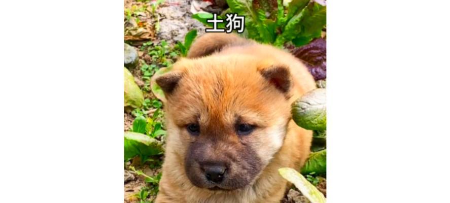重拾土狗之爱（土狗的独特之美与其养育之道）