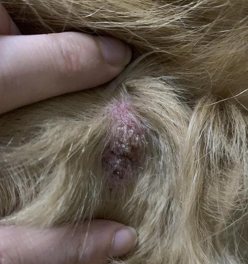 狗狗皮肤病是否会传染给人？（了解狗狗皮肤病的传染性及预防措施）