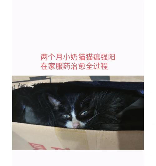 猫瘟治愈后的康复期如何渡过（关注营养、提供适当活动、定期检查，助力猫咪恢复健康）
