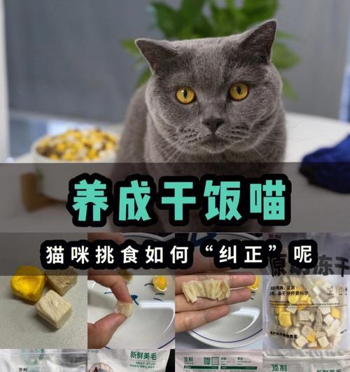 拒绝狗溜人！养成这5个好习惯，及时纠正（以阿拉斯加为例，不爆冲的必备秘籍）