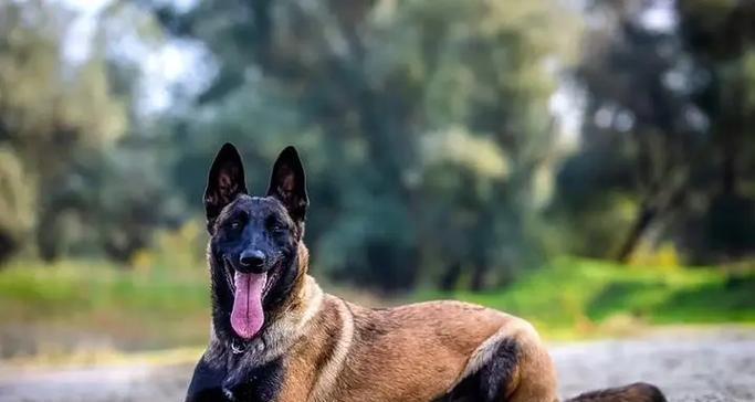 如何选择优秀的马犬？（血统是关键，挑选合适的狗作为伴侣）