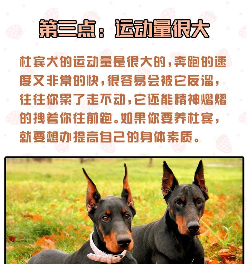 杜宾犬立耳方法及注意事项（详解杜宾犬立耳的方法和需要注意的问题）