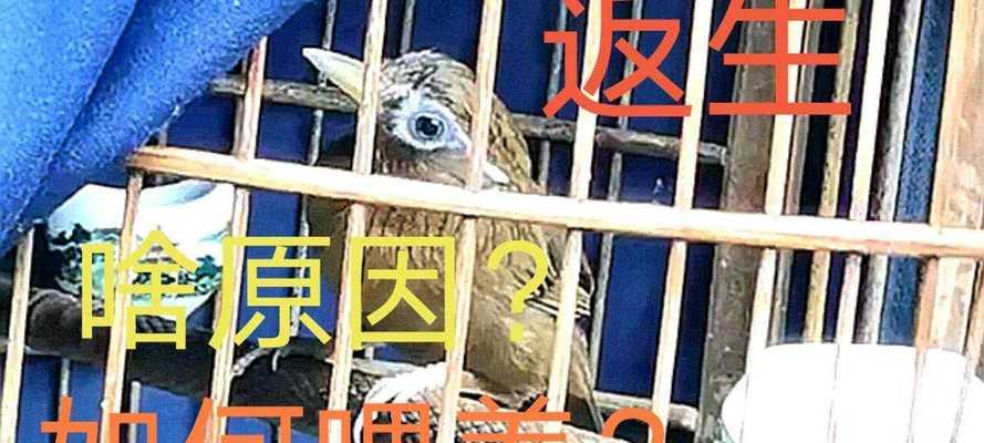 画眉鸟不叫的解决办法（让你的画眉鸟安静又可爱）