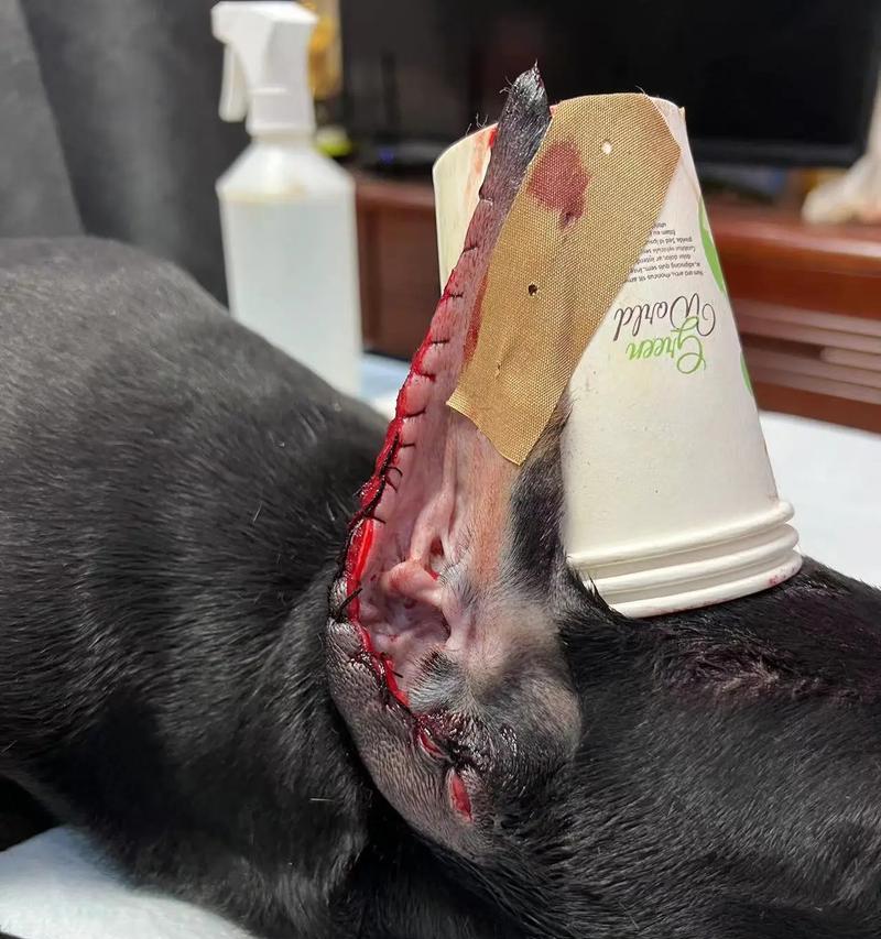 杜宾犬剪耳断尾的原因（为什么要对杜宾犬进行剪耳断尾手术？解读背后的原因和争议）
