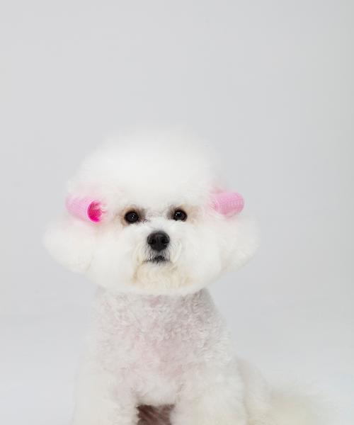 新手饲养比熊犬指南（了解比熊犬饲养的基本知识和技巧）
