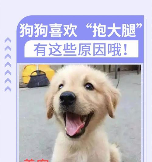 狗狗不喜欢的气味（为什么狗狗不愿让你抱？探寻狗狗讨厌的气味之谜）