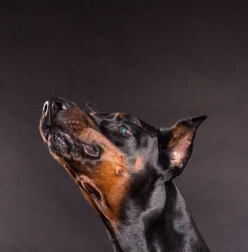 杜宾犬拉软便的饮食调理（缓解杜宾犬软便的15种食物推荐）
