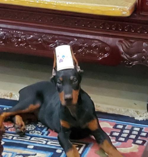 如何选择适合杜宾犬的营养均衡狗粮（以杜宾犬的健康为出发点，选择适宜的狗粮）