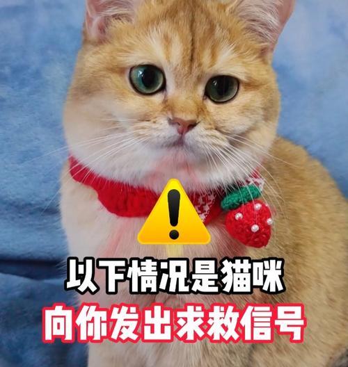 猫咪如何处理毛球问题？（探索有效的方法和关键技巧，帮助猫咪安全地处理毛球）
