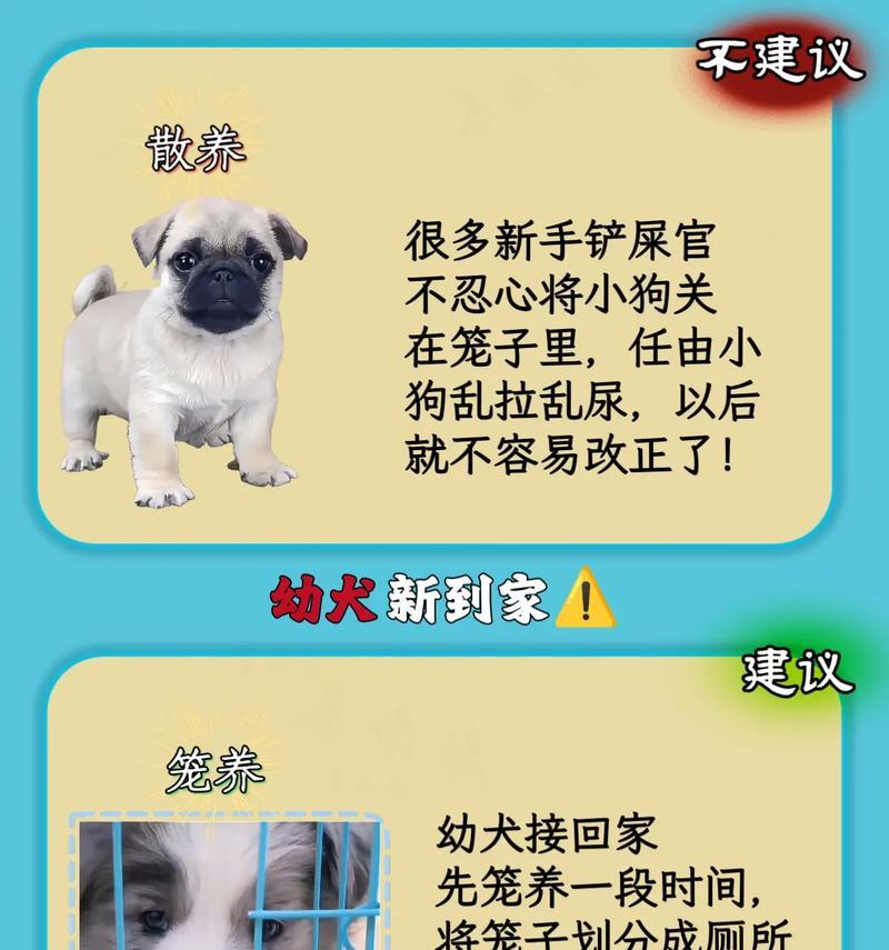 新手养狗指南（从选择到照顾，全面了解养狗的要点）