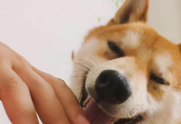 忠诚之爱（狗子的真爱表现，他们是你最忠实的朋友）