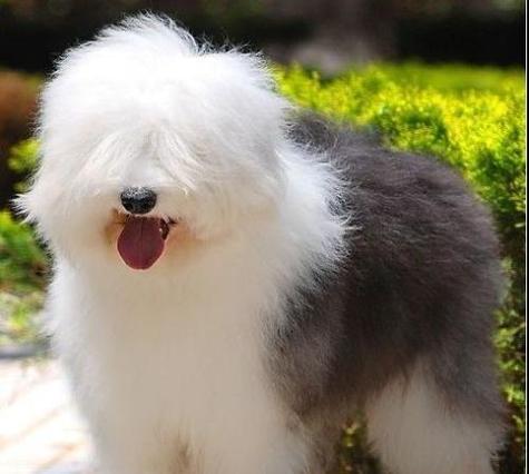 长毛狗狗vs短毛狗狗（为什么不建议养长毛狗？）