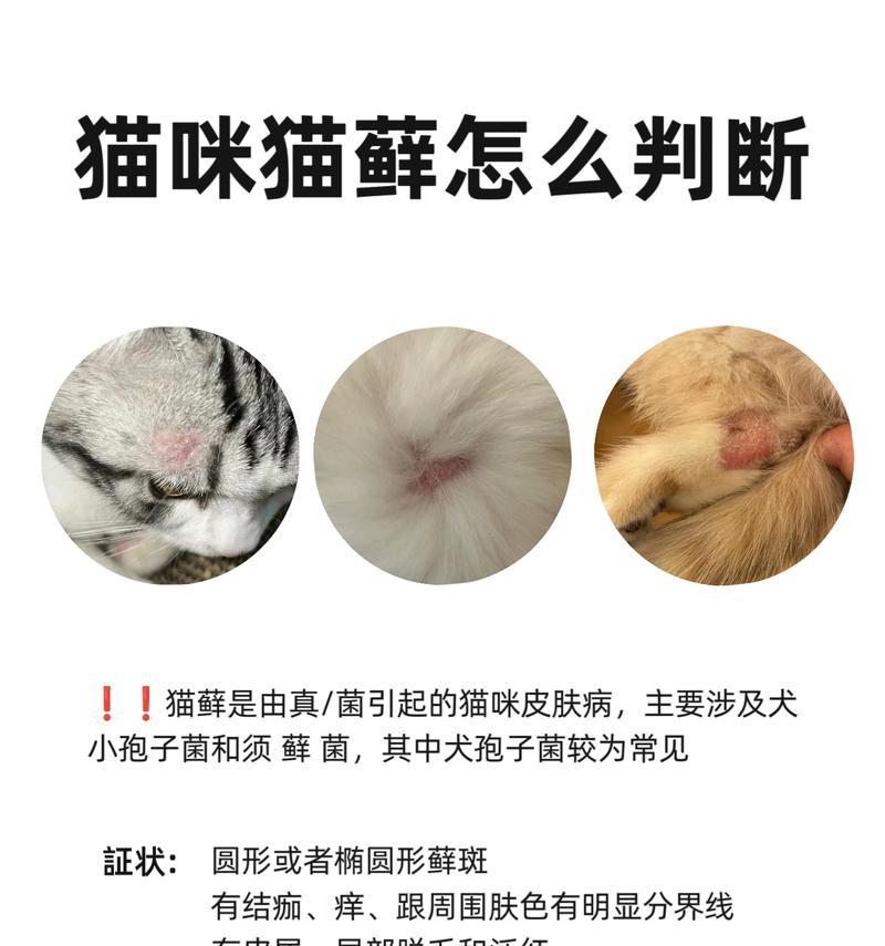 猫藓的流行原因探析（为什么那么多猫会患上猫藓？——揭开背后的原因）