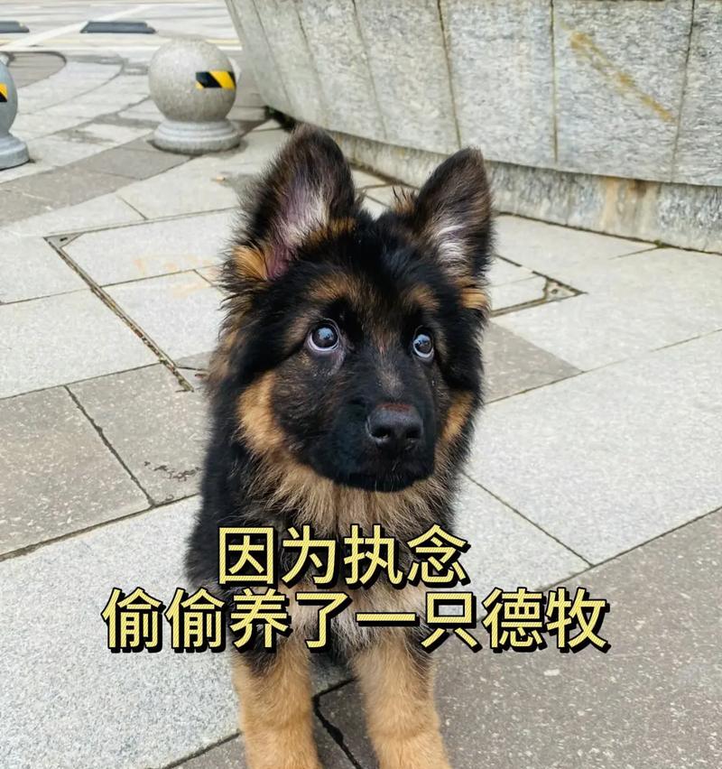 培养出得心应手的牧羊犬（以牧羊犬是放牧的好帮手，如何培养出得心应手的牧羊犬？）
