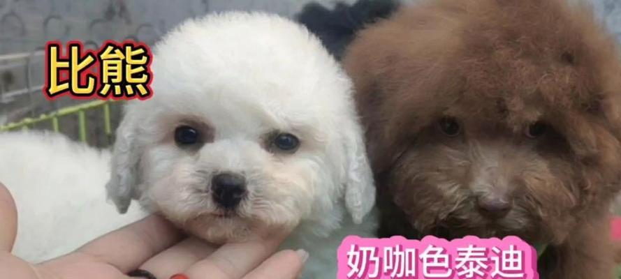 为什么比熊犬如此粘人？（揭开比熊犬内心想告诉你的秘密）