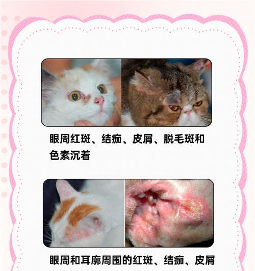 猫癣的成因与治疗方法（了解猫癣的传播途径和有效治疗方式）
