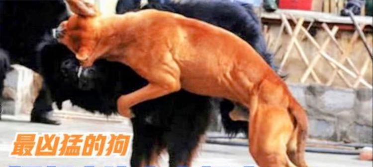狗狗凶主人怎么办？（建立主人与狗狗的良好关系，让爱取代凶）