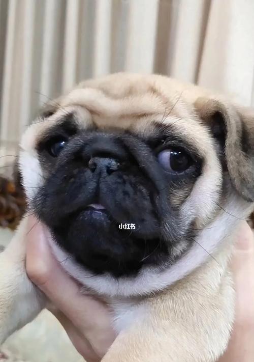 如何轻松买到纯种巴哥犬（以巴哥犬纯不纯其实很简单）