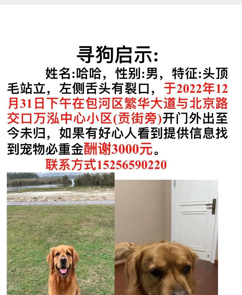 《狗狗常用名TOP10！给你的狗子起个什么名字好呢？》（探索最受欢迎的狗狗常用名和如何选择合适的名字）