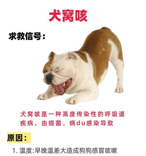 狗狗咳嗽的原因及预防方法（揭秘狗狗咳嗽的五大原因，教你如何避免狗狗咳嗽！）