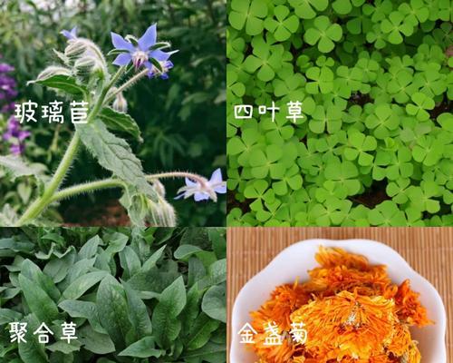 解决兔子胀气问题的方法——探究与积食的区别（了解胃胀气与积食的不同症状和处理方法，保障兔子的健康）