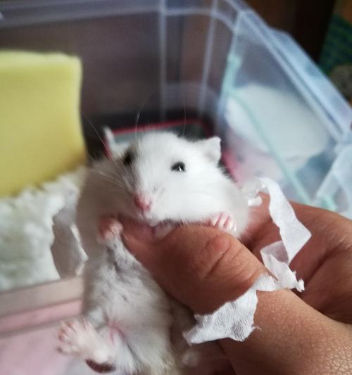 仓鼠为什么不能用水洗澡？（水洗会对仓鼠造成哪些影响？）