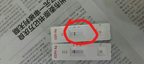 细小病毒防治指南（有效预防和治疗泰迪细小病毒的方法及建议）